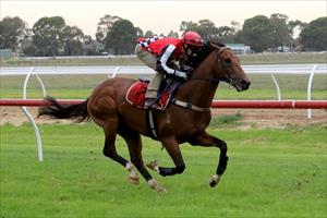 Well bred colt steps out at Werribee trials